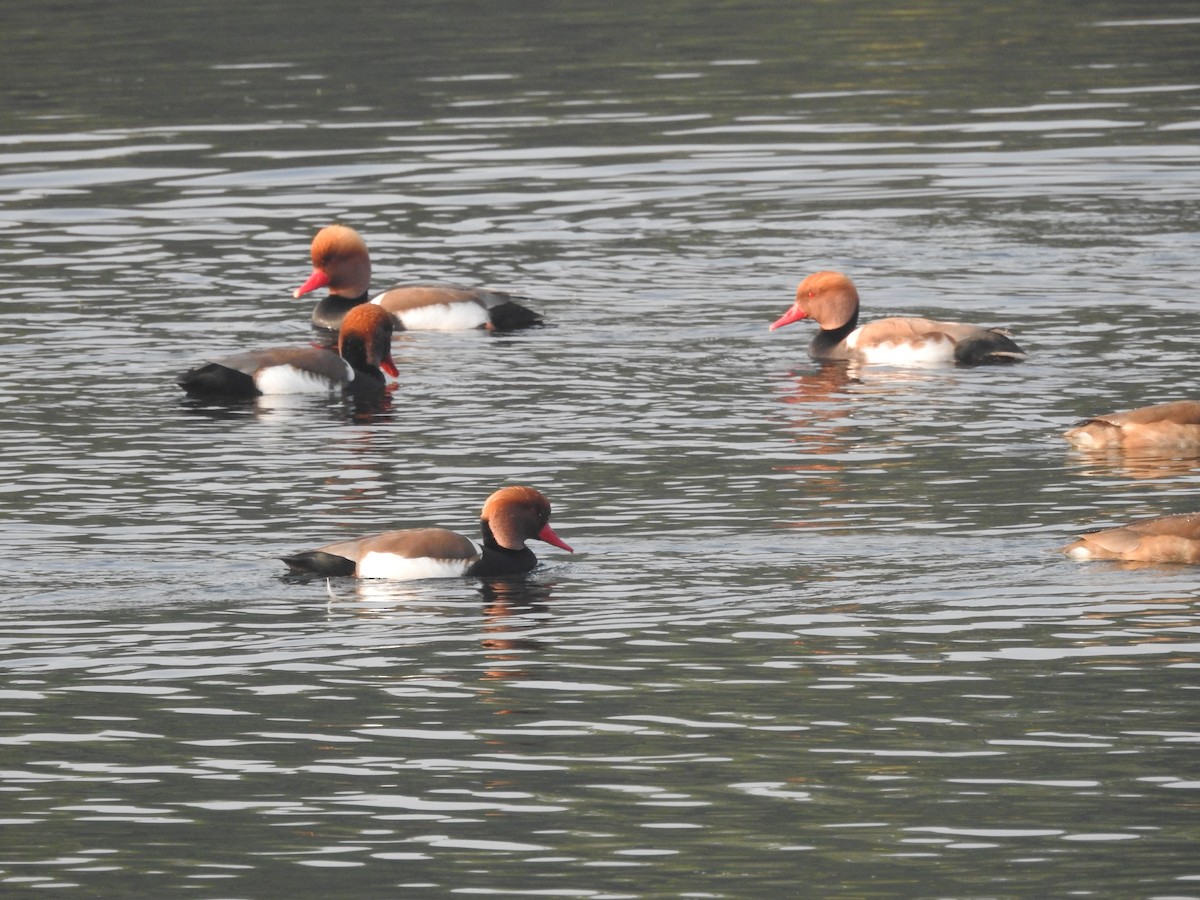 Red-crested Pochard - ML397797511