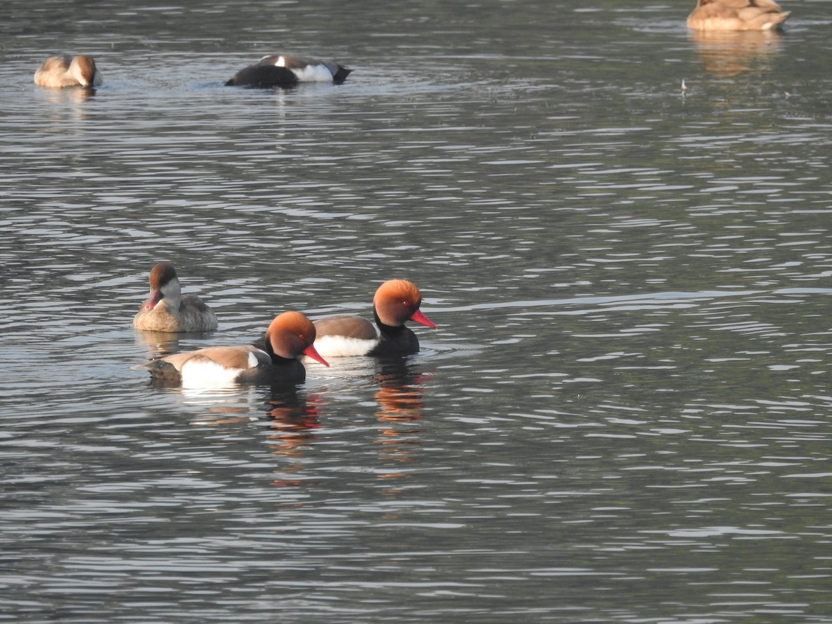 Red-crested Pochard - Sourav Halder