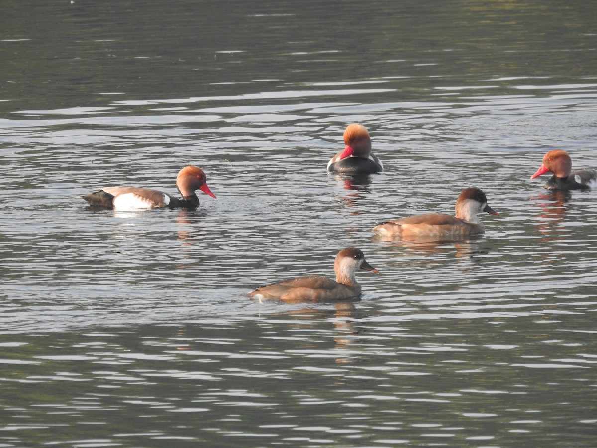 Red-crested Pochard - ML397797581