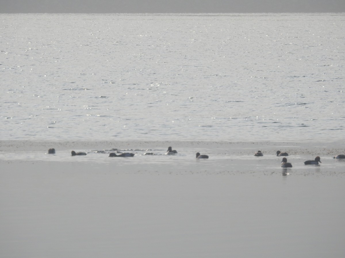 Red-crested Pochard - ML397797591