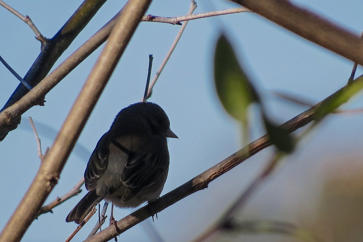 Dark-eyed Junco - ML39779791