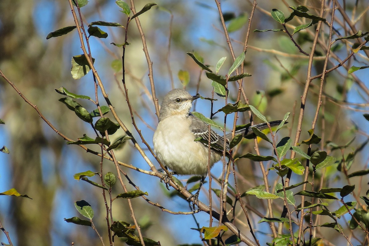 Northern Mockingbird - ML39779831