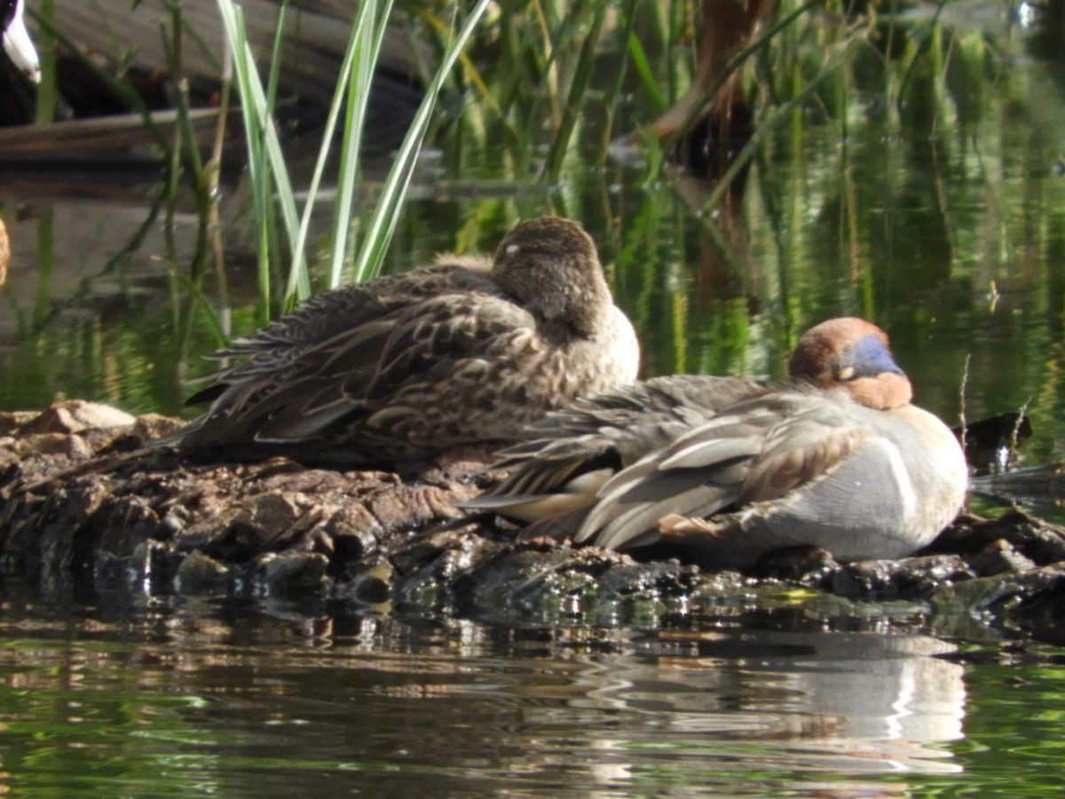 Green-winged Teal - ML397800511