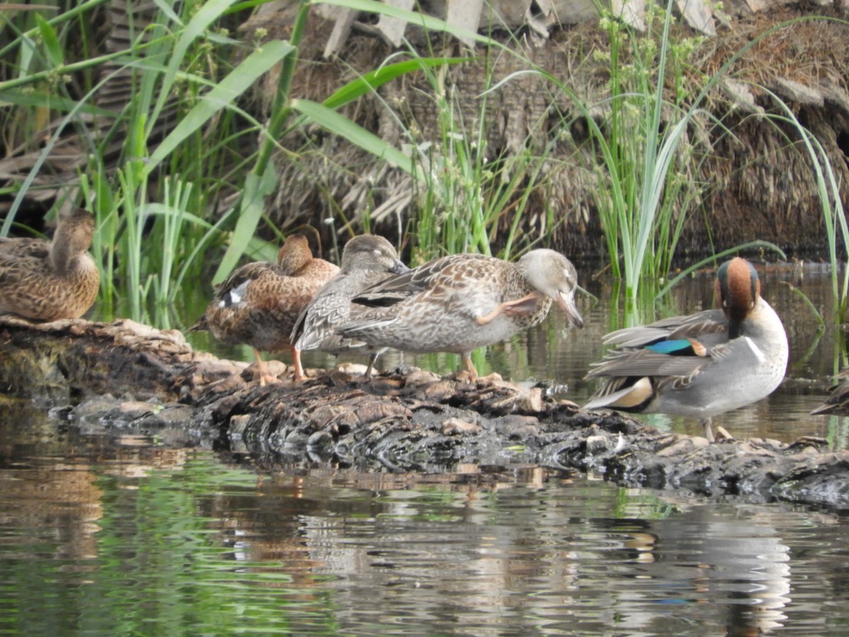 Green-winged Teal - ML397800531