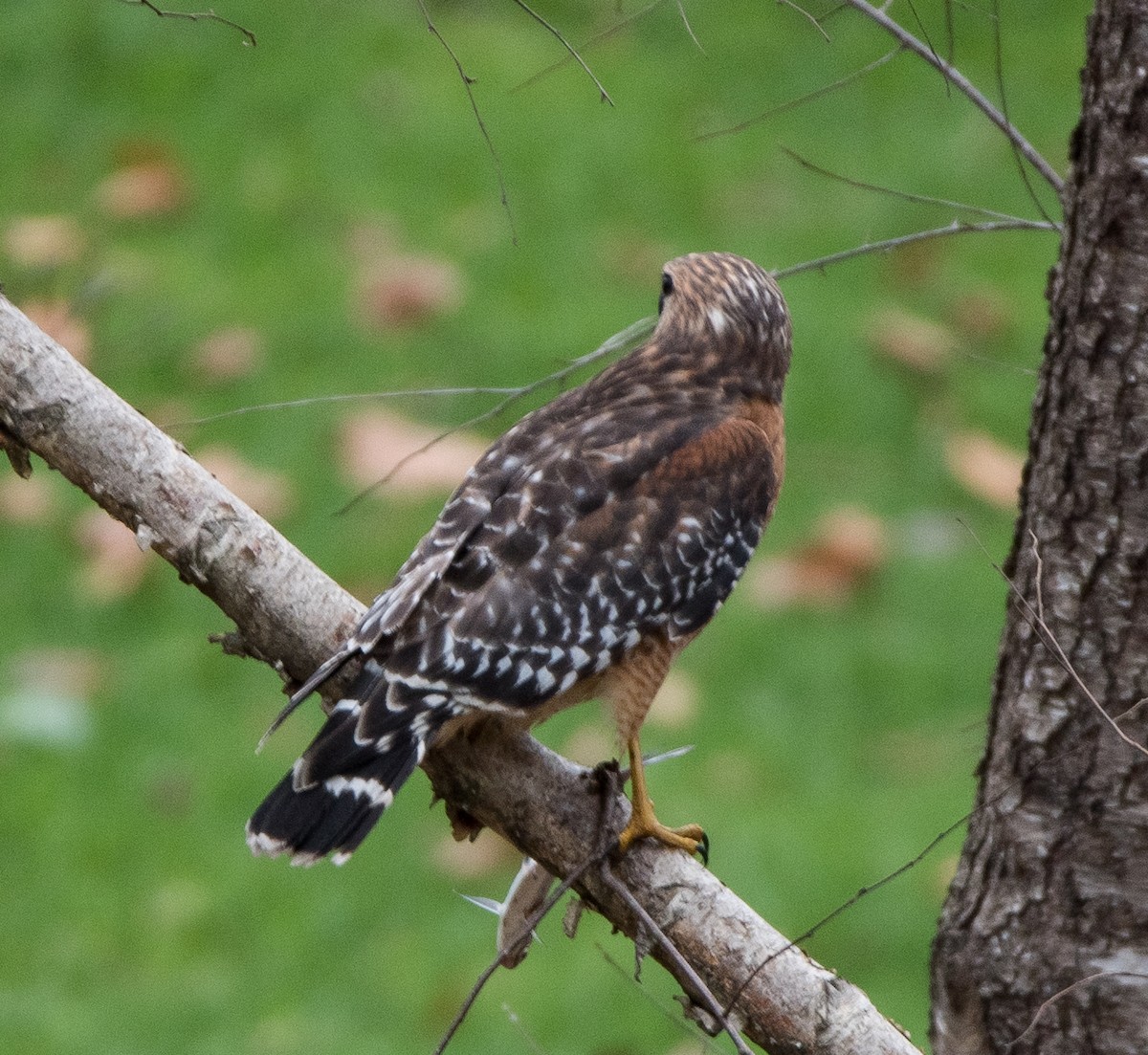Red-shouldered Hawk - ML397802391