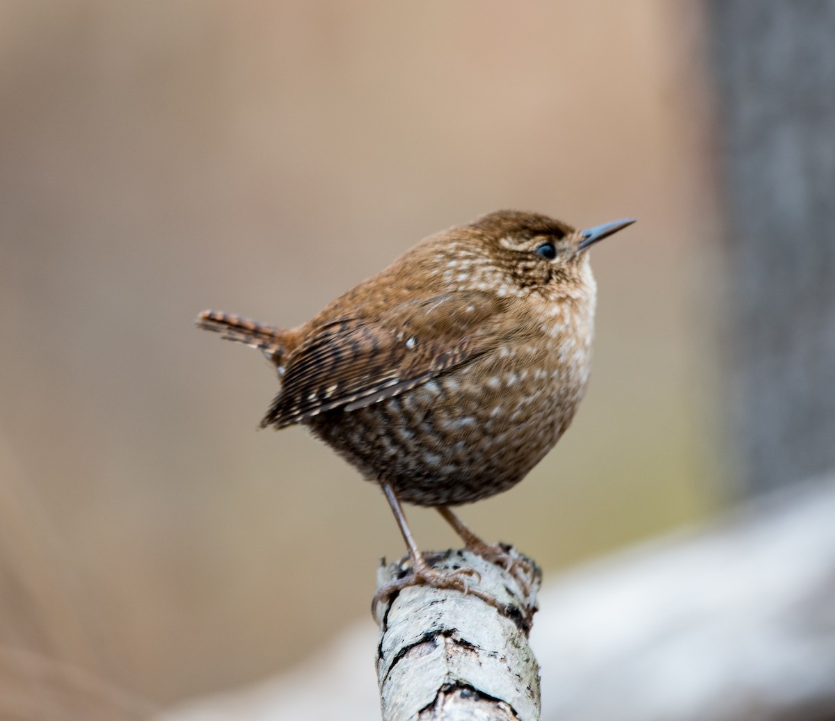 Winter Wren - ML397802781