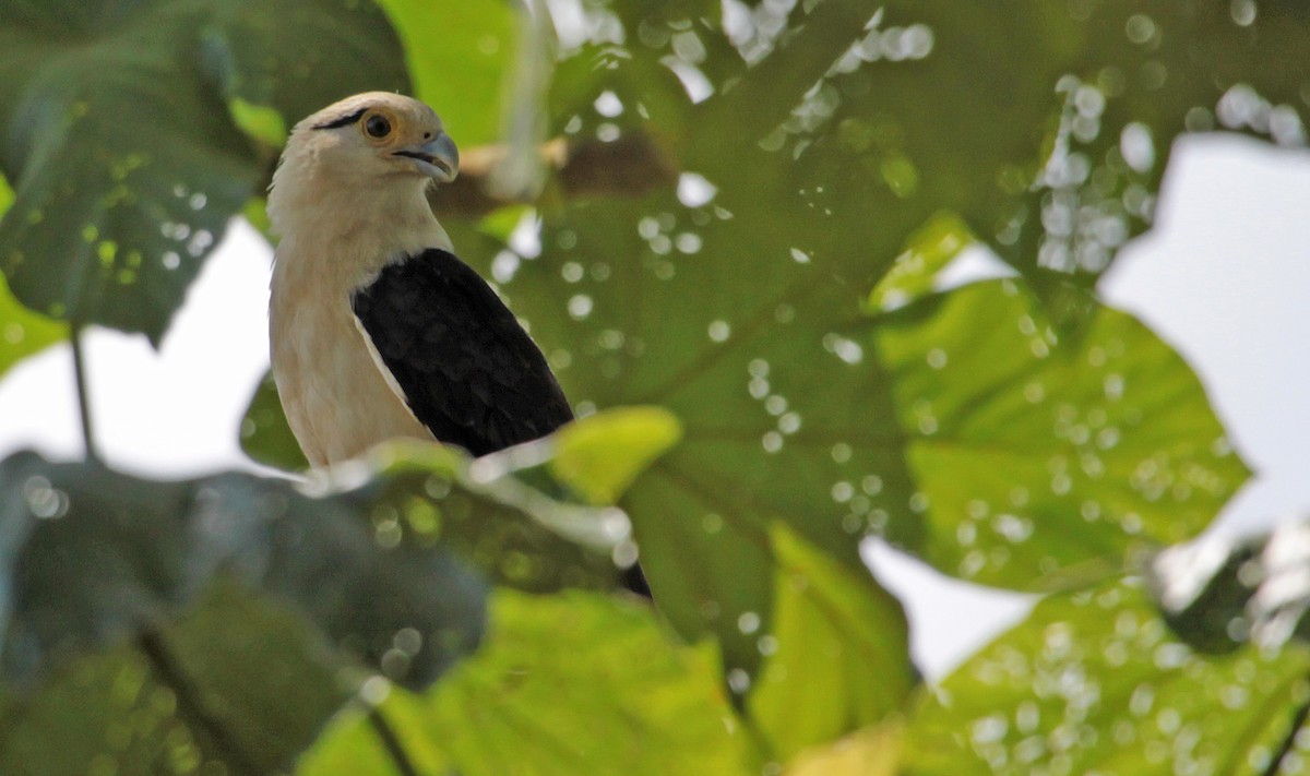 Caracara à tête jaune - ML397803071