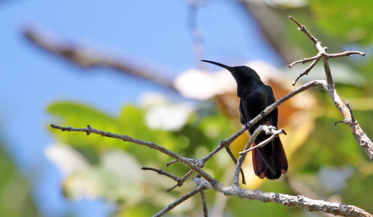 Green-throated Mango - Ricardo Santamaria