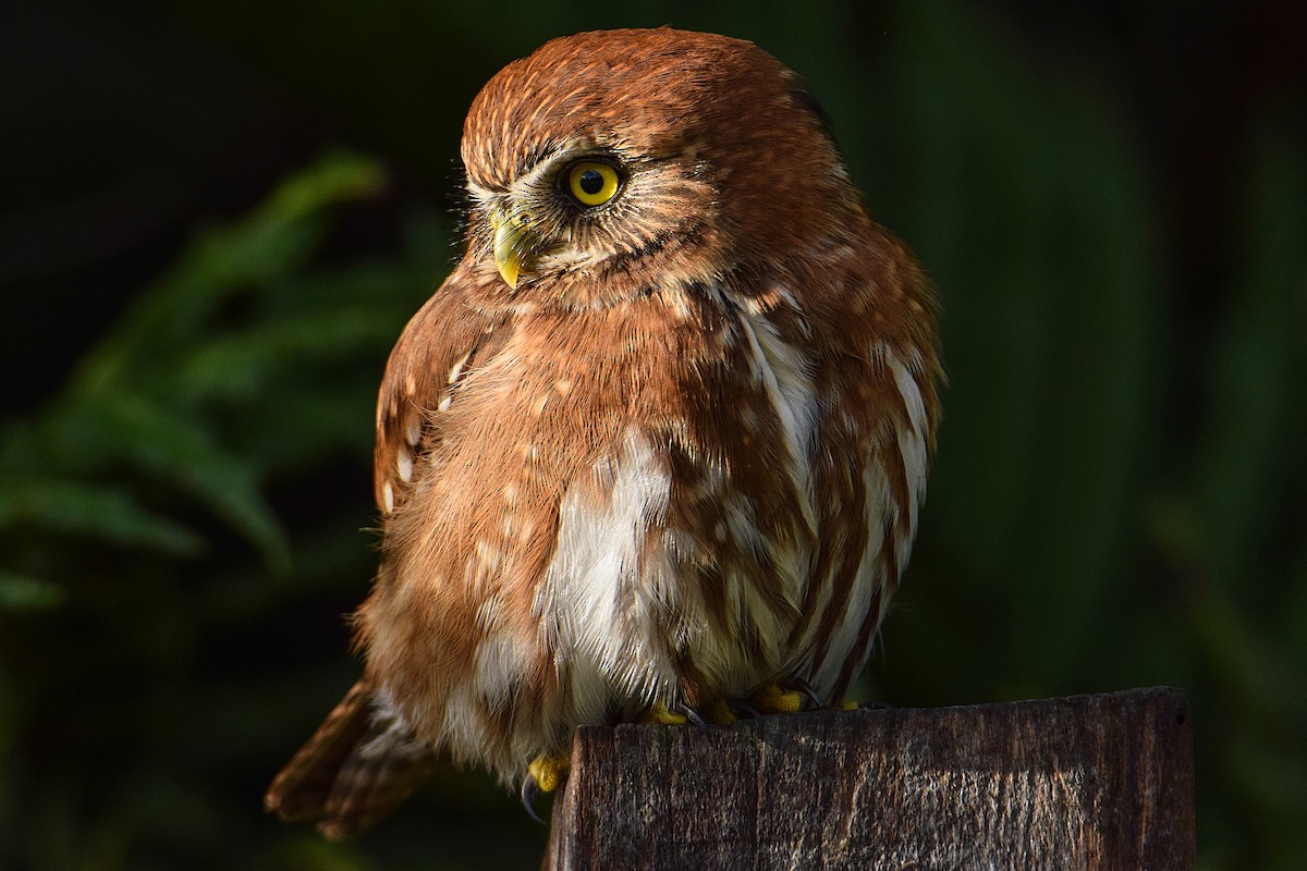 Austral Pygmy-Owl - ML397803111