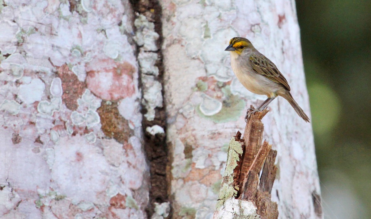 Yellow-browed Sparrow - ML397803291