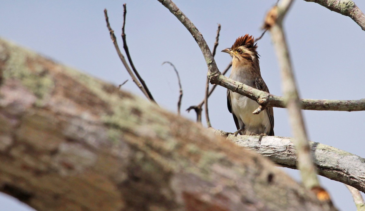 Striped Cuckoo - ML397803571