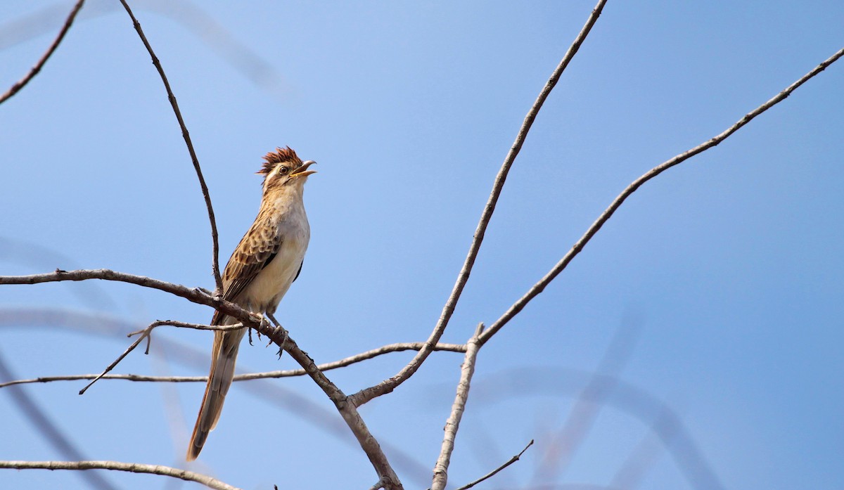 Striped Cuckoo - ML397803581