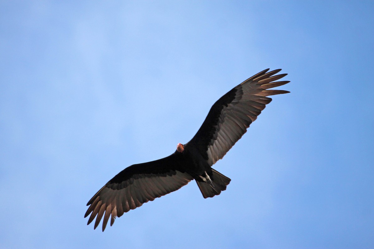 Lesser Yellow-headed Vulture - ML397803641