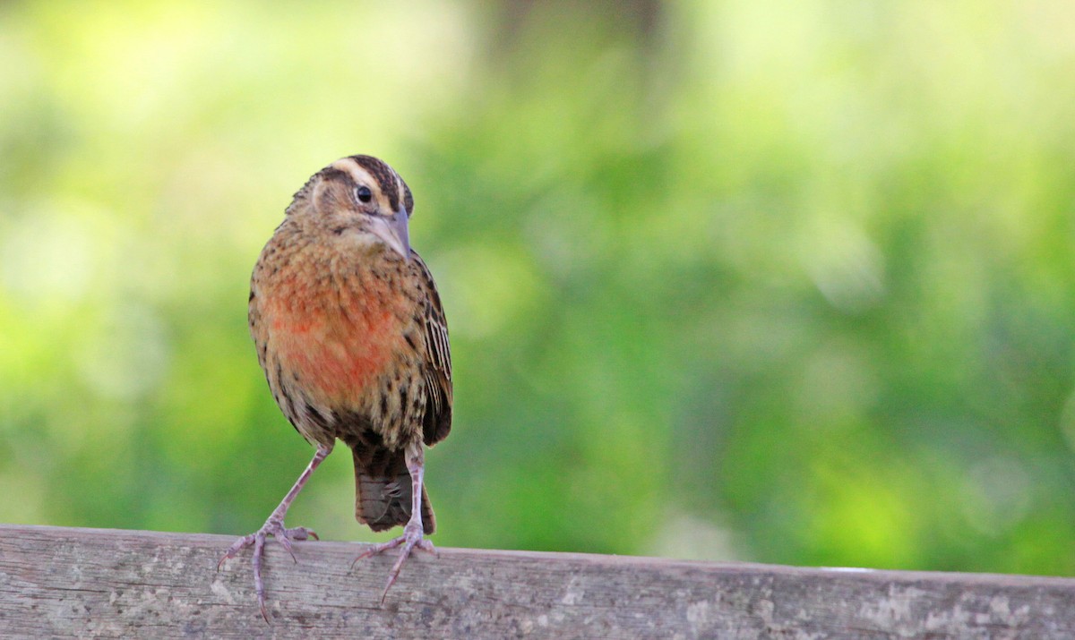 Red-breasted Meadowlark - ML397803701