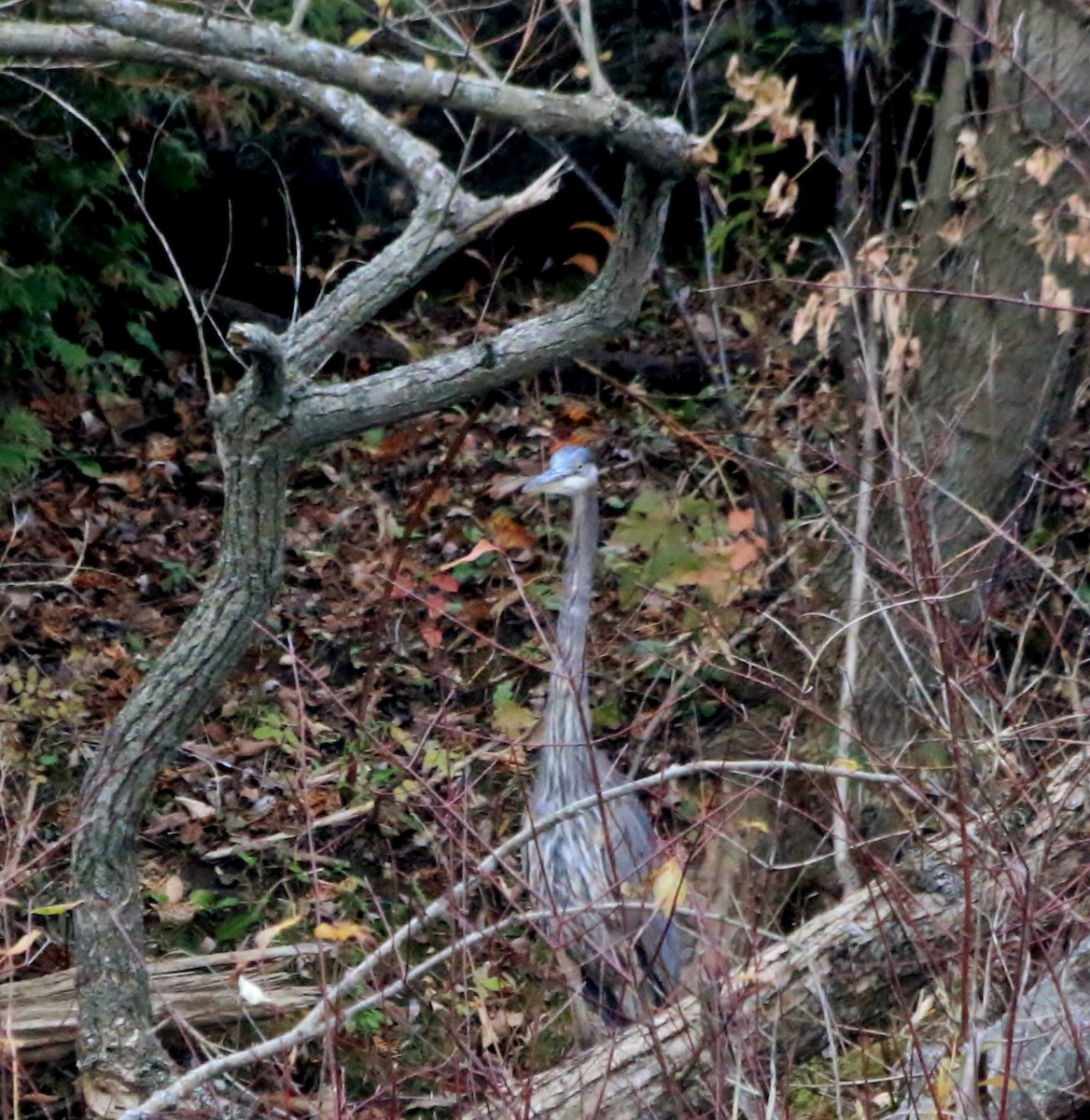 Great Blue Heron - ML39780391