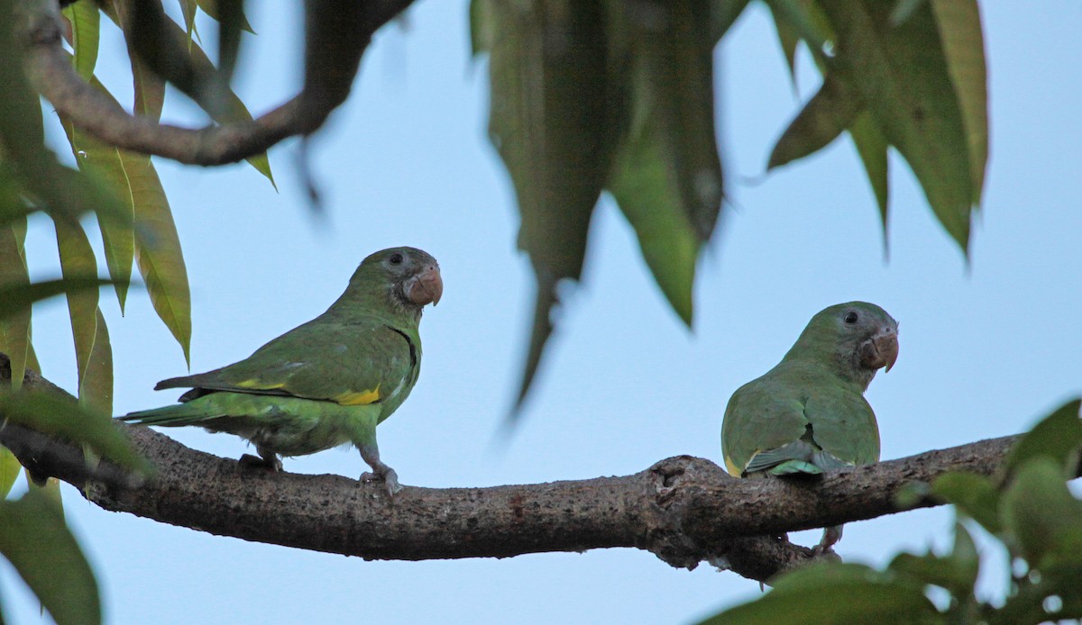 White-winged Parakeet - ML397804331