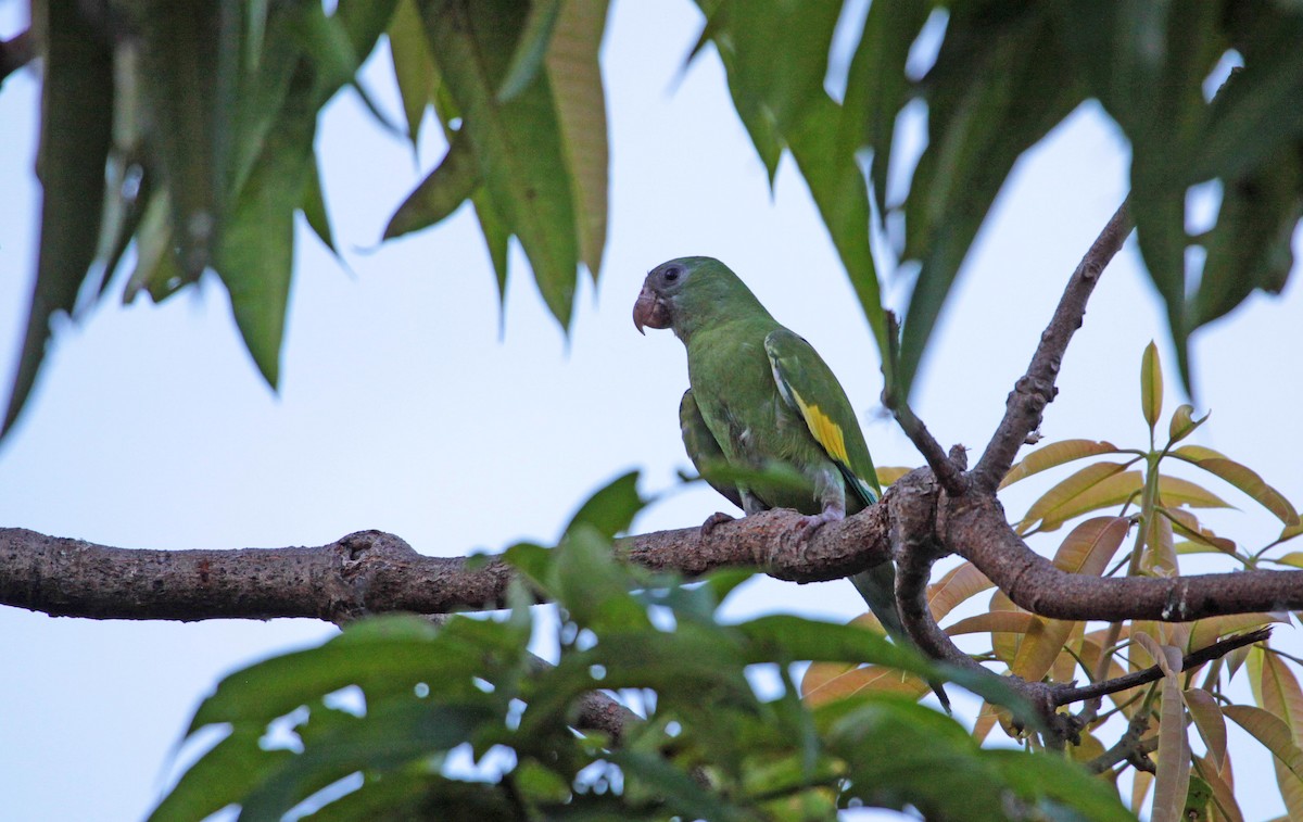 White-winged Parakeet - ML397804341