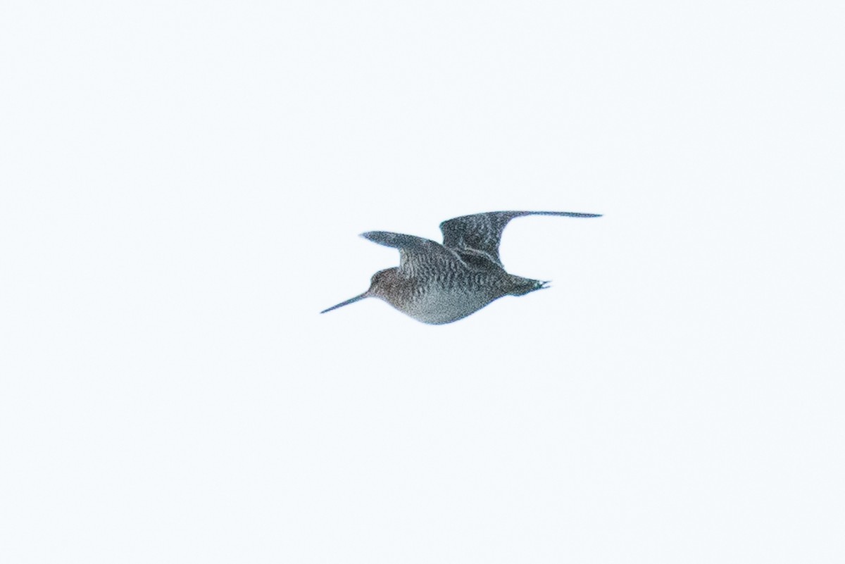 Wilson's Snipe - ML39780561