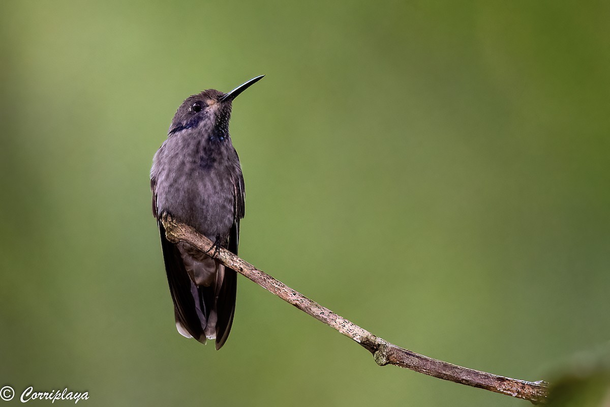 Brown Violetear - ML397805801