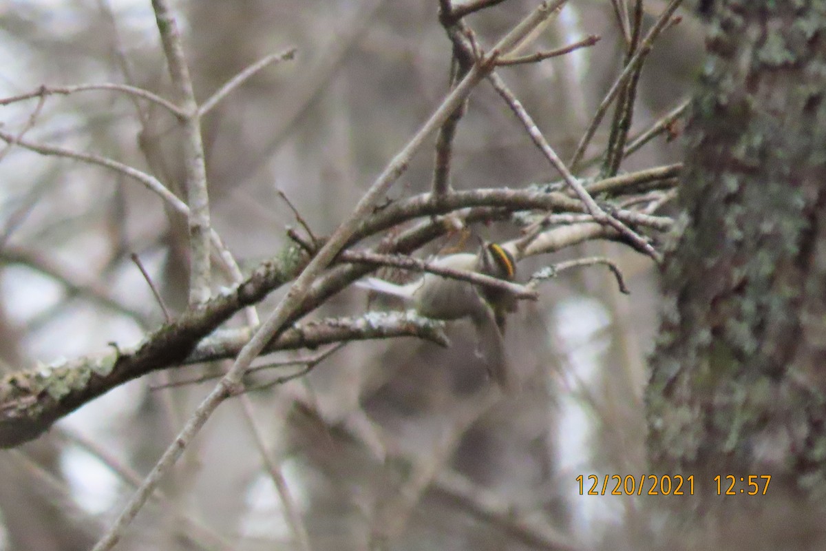 Golden-crowned Kinglet - Elizabeth Anderegg