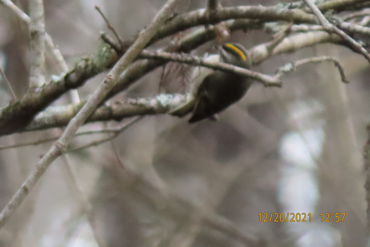 Golden-crowned Kinglet - Elizabeth Anderegg