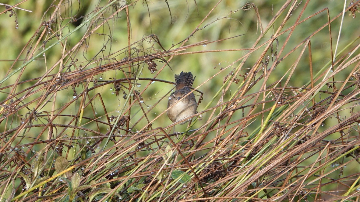 Marsh Wren - Wink Gross