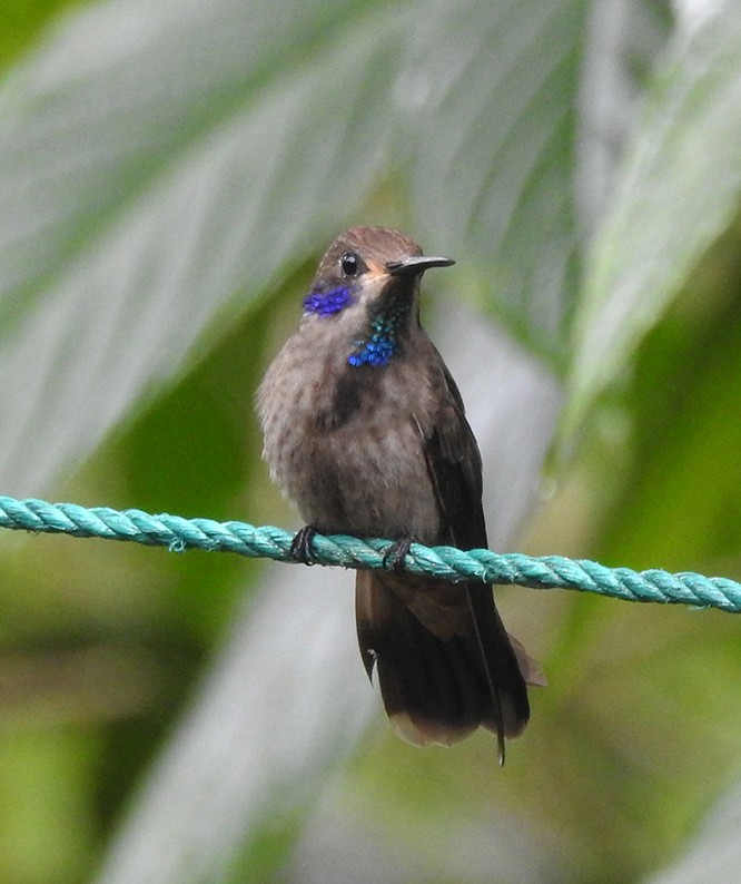 Brown Violetear - ML397808821