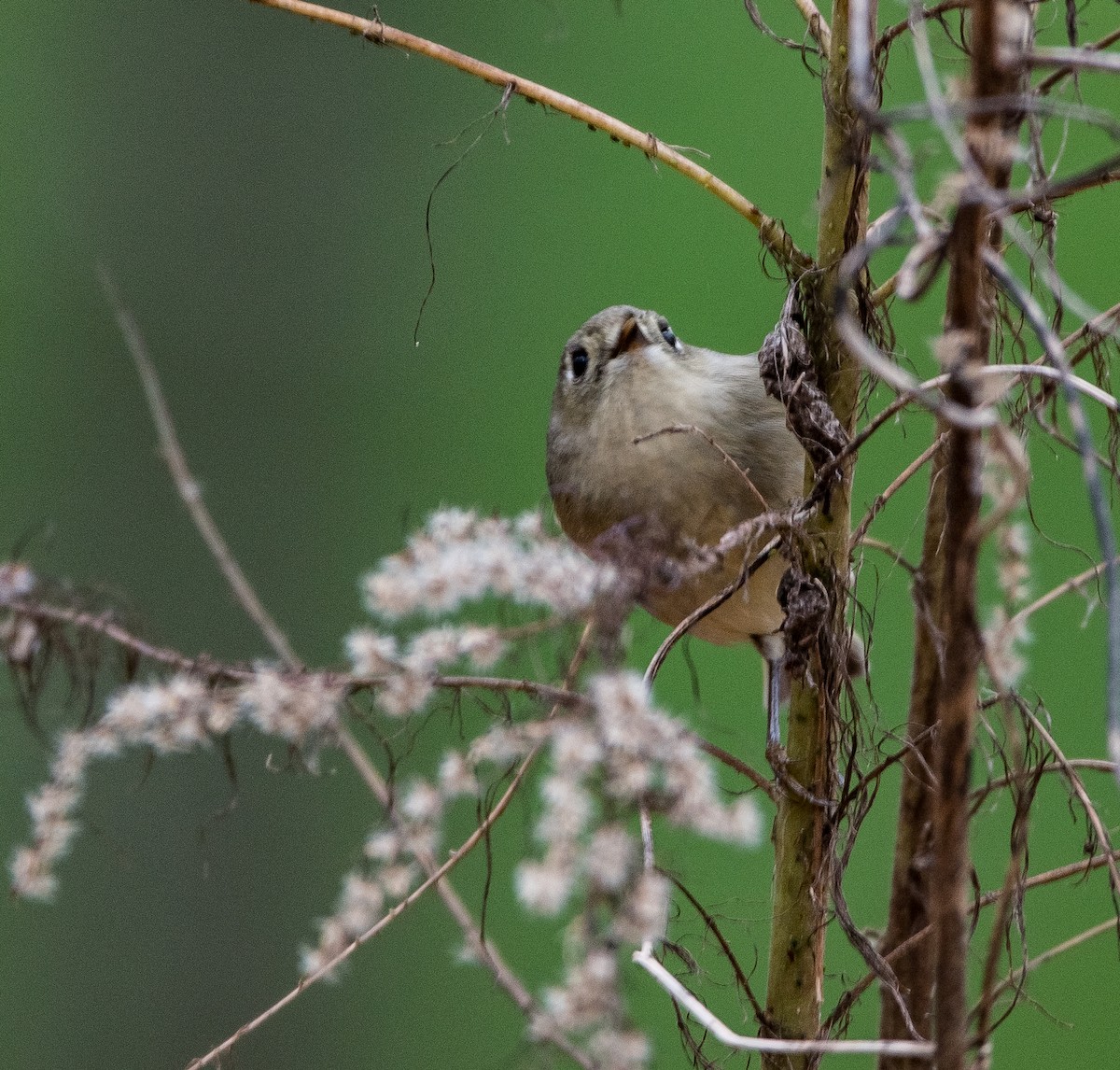 Ruby-crowned Kinglet - ML397810021