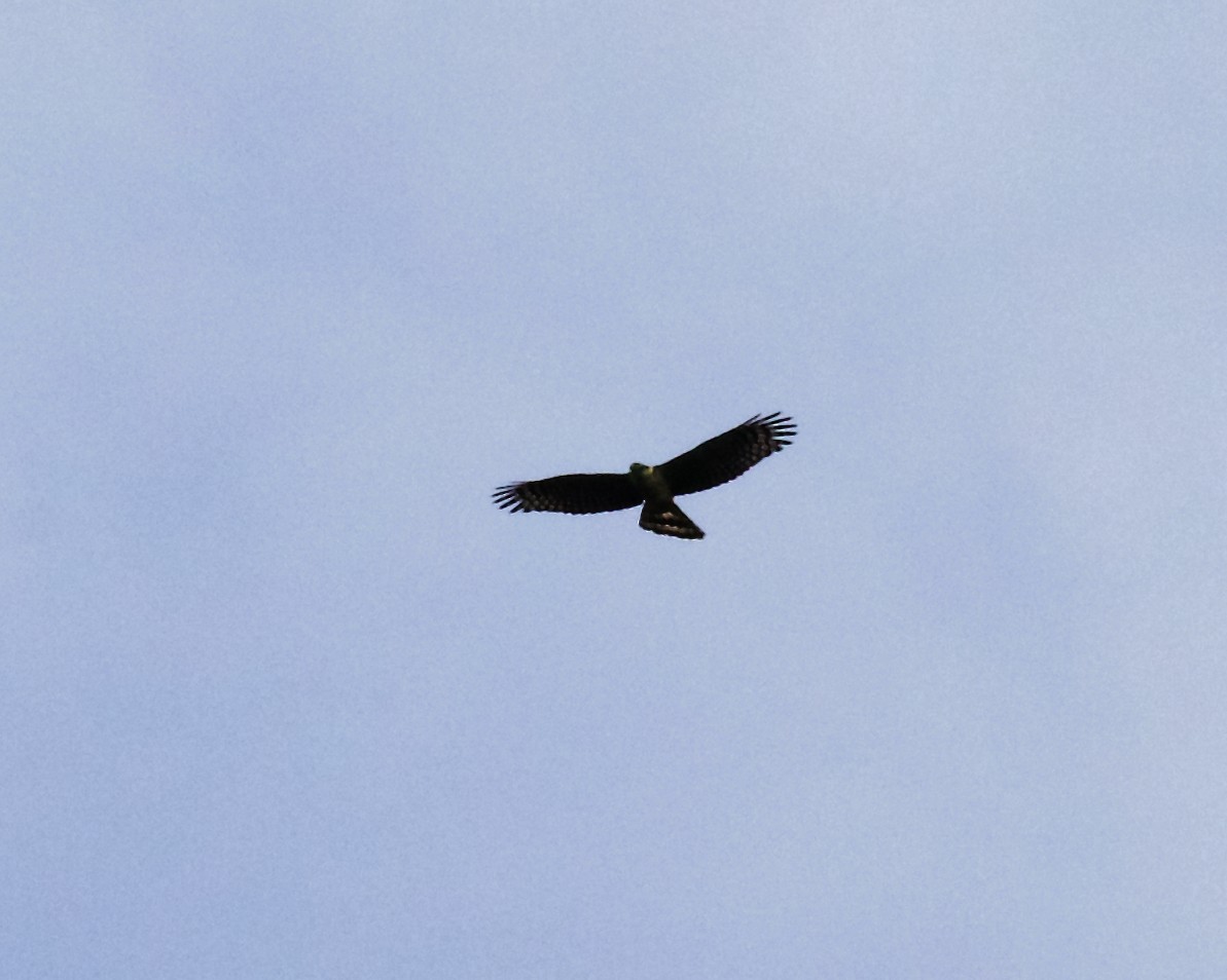 Hook-billed Kite - ML397810381