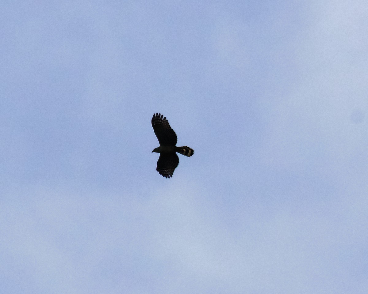 Hook-billed Kite - Peder Svingen