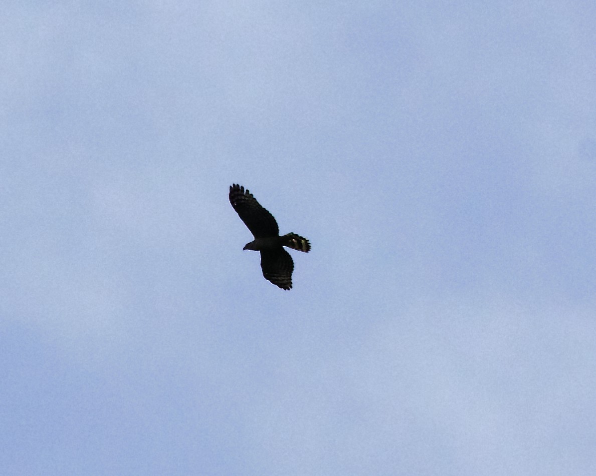 Hook-billed Kite - Peder Svingen