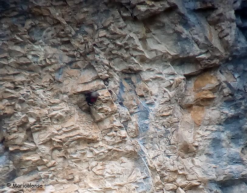 Wallcreeper - ML39781091