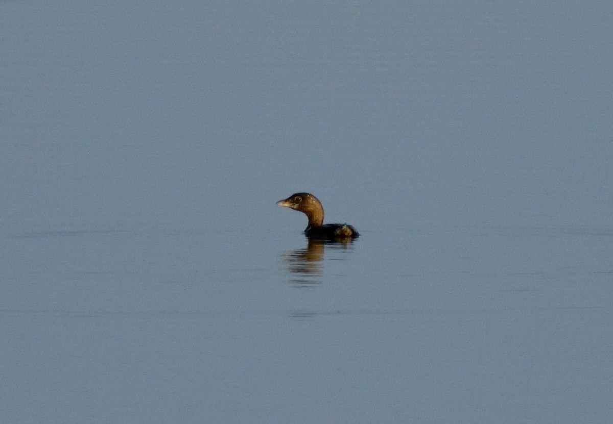 Pied-billed Grebe - ML397812641