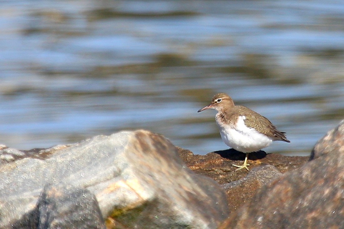 Drosseluferläufer - ML397815621