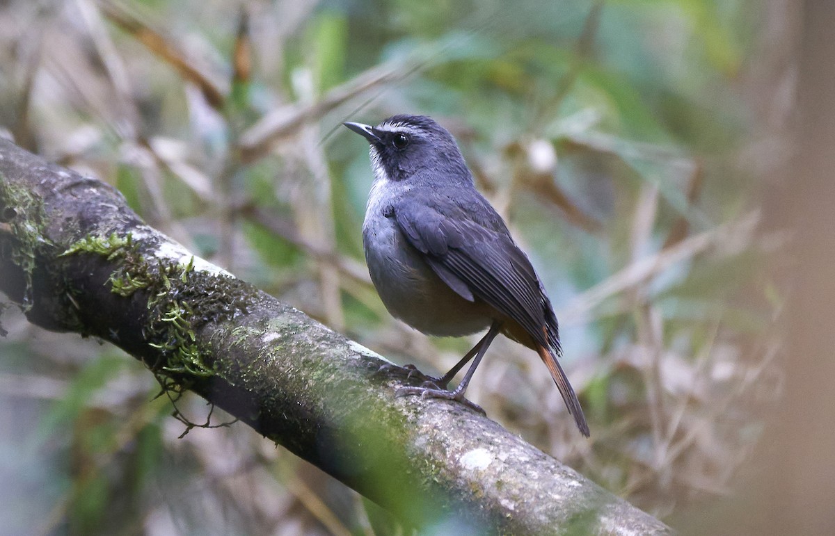 Olive-flanked Robin-Chat - ML397816431