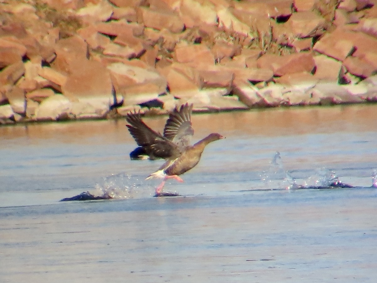 Pink-footed Goose - ML397816521
