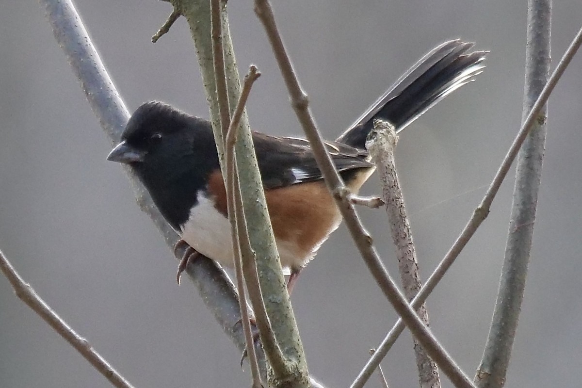 Tohi à flancs roux - ML397816541