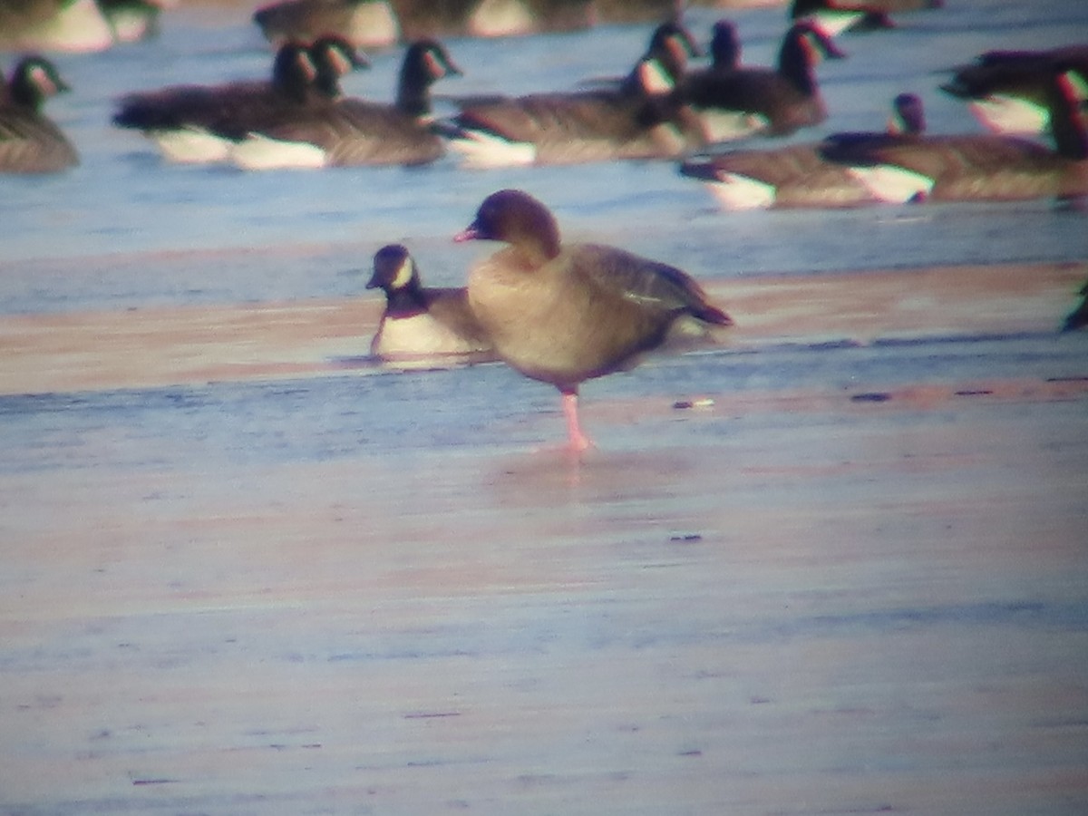 Pink-footed Goose - ML397816571