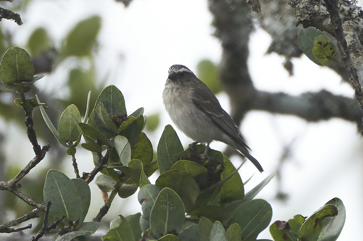 Reichard's Seedeater - Daniel López-Velasco | Ornis Birding Expeditions