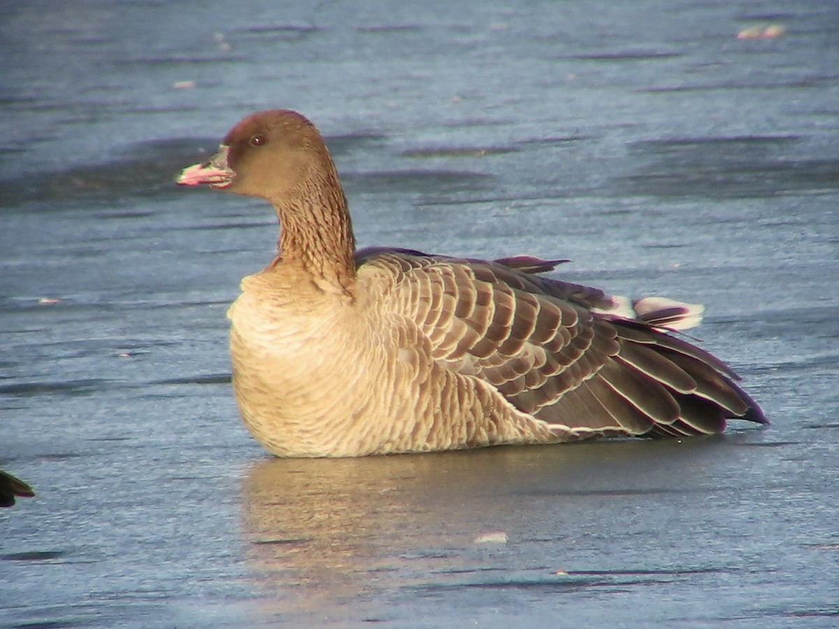 Pink-footed Goose - ML397816801