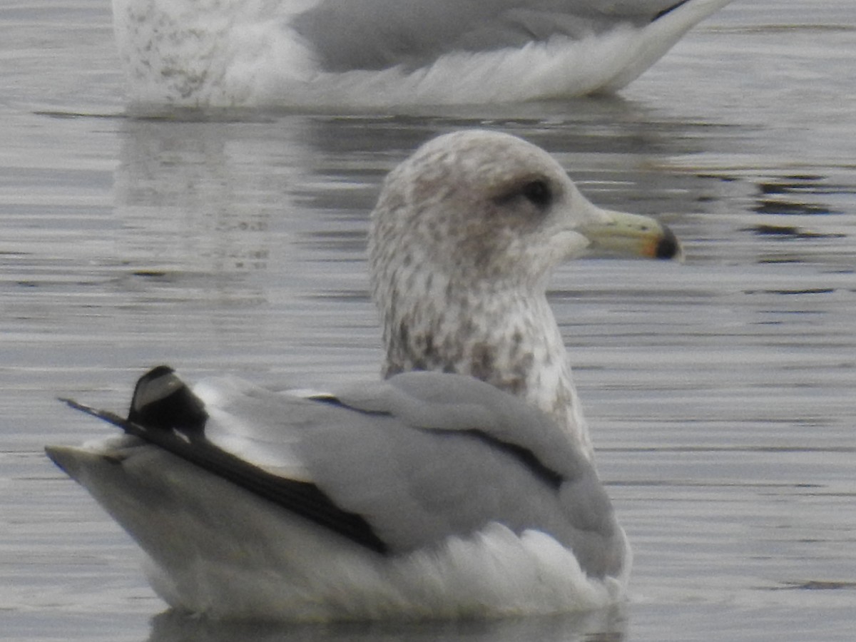 California Gull - ML39782041