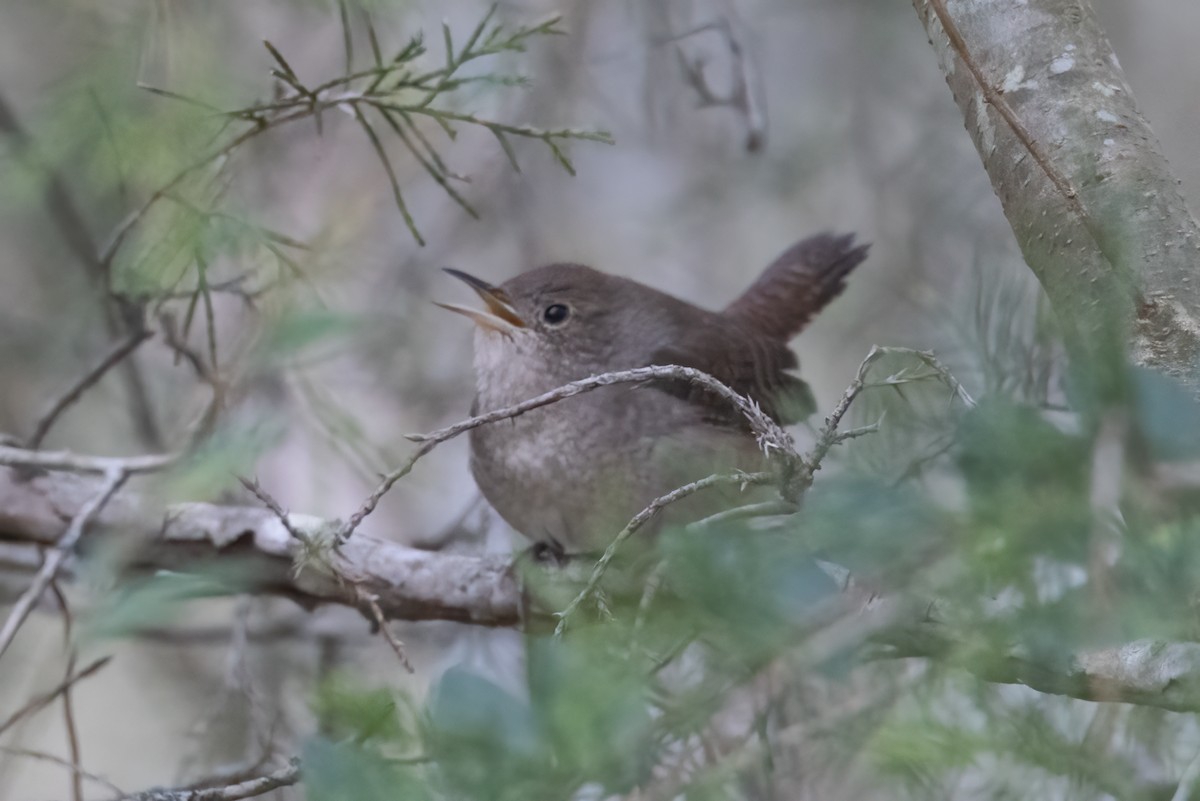 Northern House Wren - ML397821331