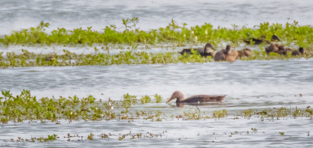 Mottled Duck - ML397823331