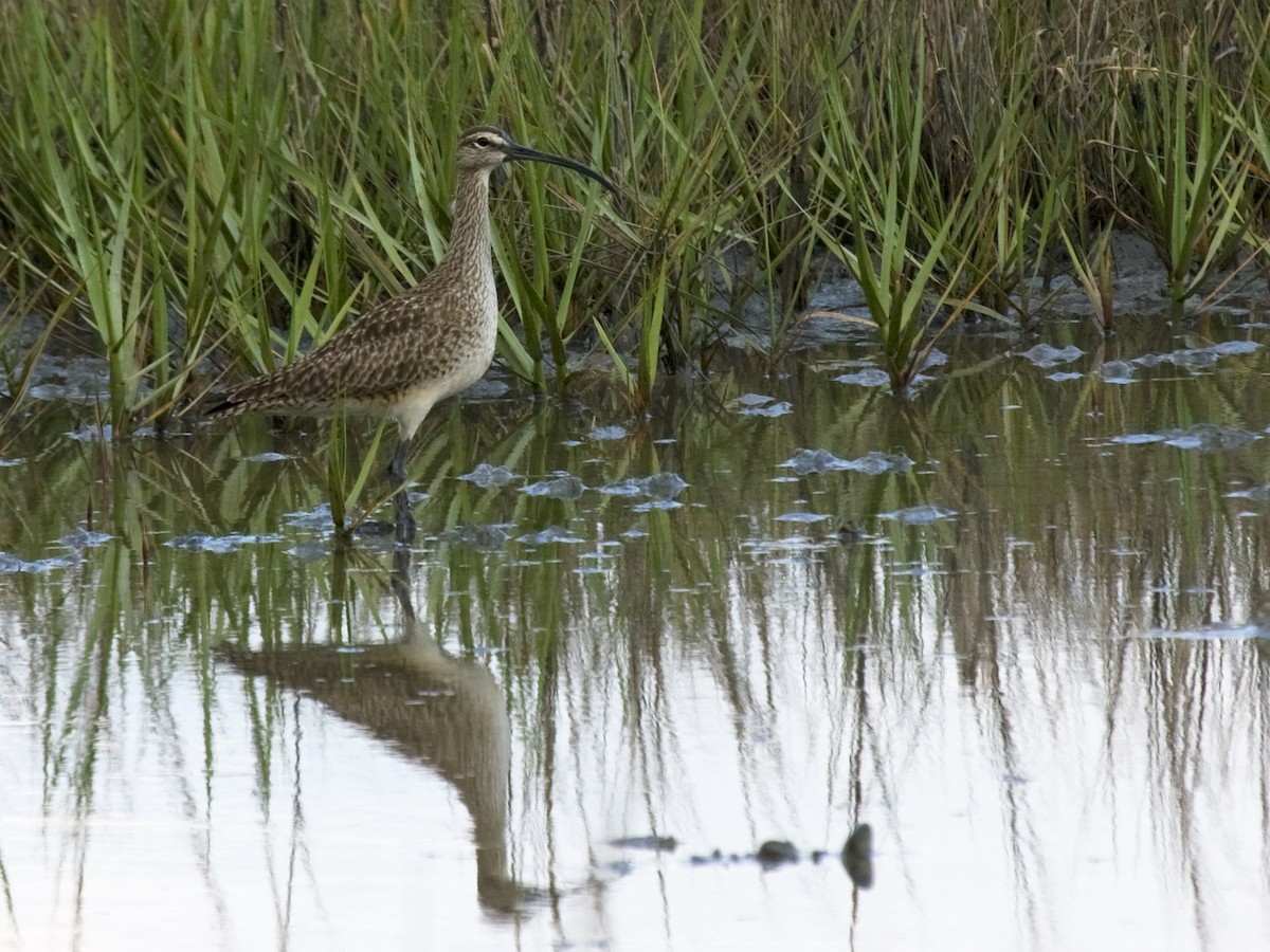 Whimbrel - Darlene J McNeil