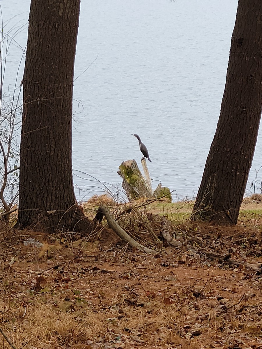 Double-crested Cormorant - ML397824471