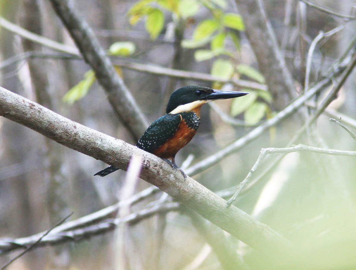 Green-and-rufous Kingfisher - ML397824911