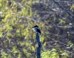 Green Kingfisher - ML397825271