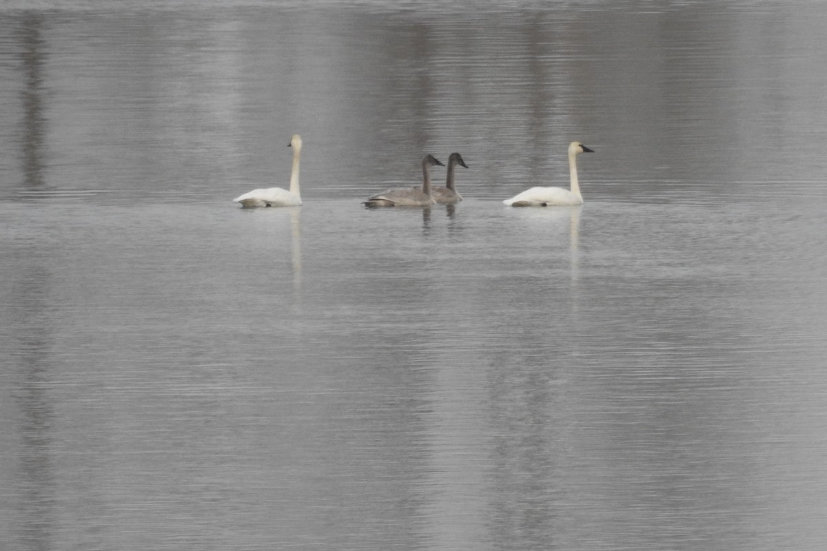 Cisne Trompetero - ML397825531