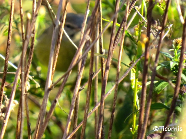 Orange-crowned Warbler - ML39782641