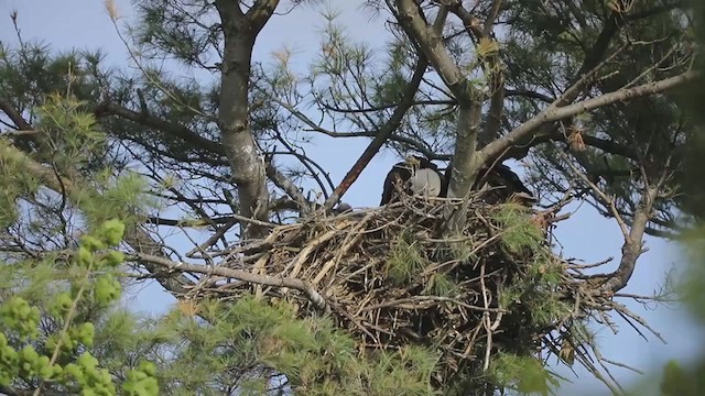 Bald Eagle - ML397827891